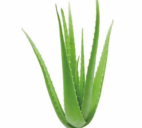 Dale aloe vera a tu piel. ¡Todo son beneficios!