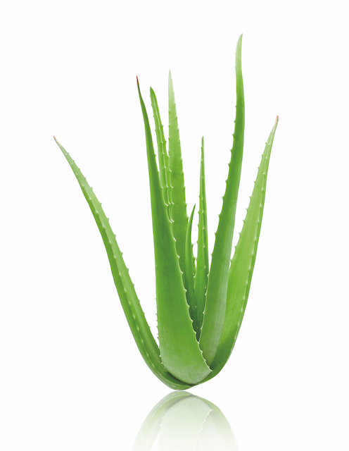 Dale aloe vera a tu piel. ¡Todo son beneficios!